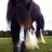 lottiefresiansxcob