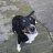 CollieChris