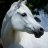 Horse Gal