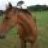 horsesunited
