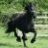 5horsewonder