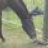 pantha