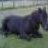 thelwellpony