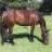 showjumper-09