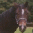 ddgpony