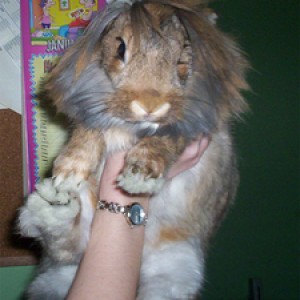 My Animals