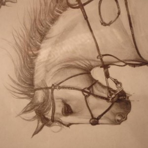 i love horses