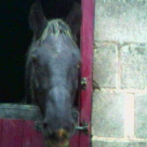 My old riding school