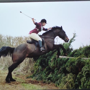 old horsey pics