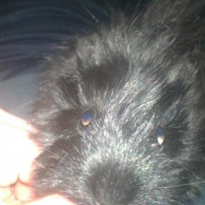 Guinea Pigs