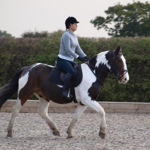 Arnold - my lovely new horse