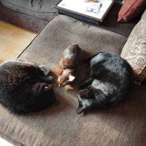 My Cats