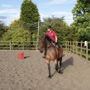 'In-between' horses....