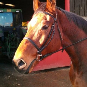 Enrie: My 16.2 Holsteiner.