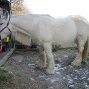 My horses