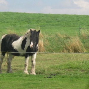 Ponies 2012