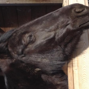 My crazy mare