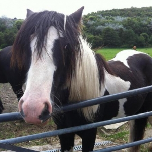 Monty - The hairy coblet!