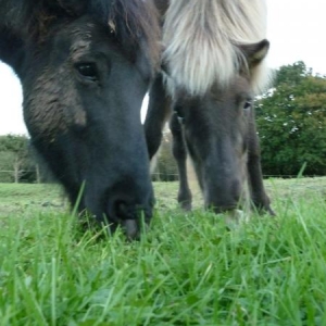 Ponies