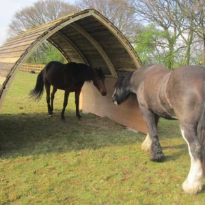 Horse Arc Your Horse Live