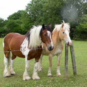 Hebe and farrier