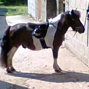 Ponies 2014