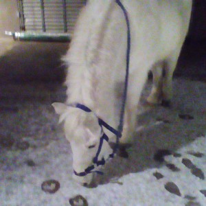My Horsey Life