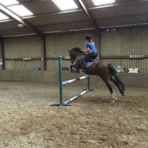 love horses