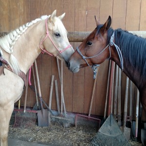 Cheyenne Pony