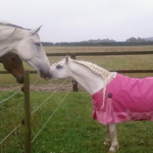 Sydney and ILPH Mr Ed