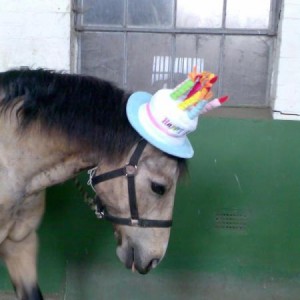 Maypark GoldenBoy Happy Birthday!!!