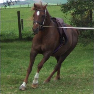 better canter on lunge