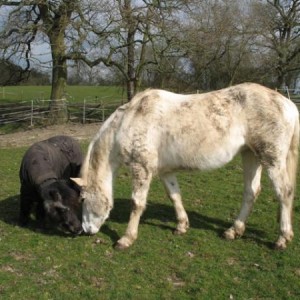 Snoopy and Barney <3