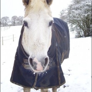 Snoopy in snow - april 2008
