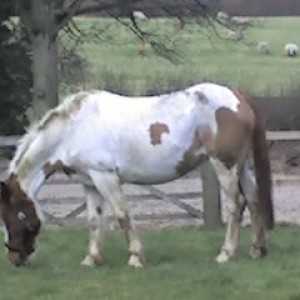 Never mind...Mmmm grass