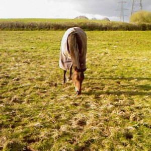 Photo 0031