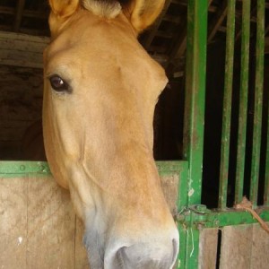 Dougal