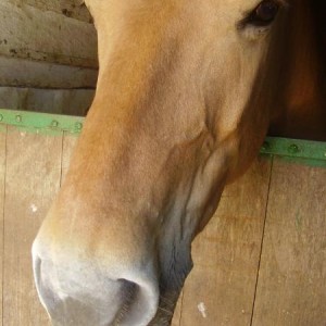 Dougal