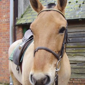 dougal