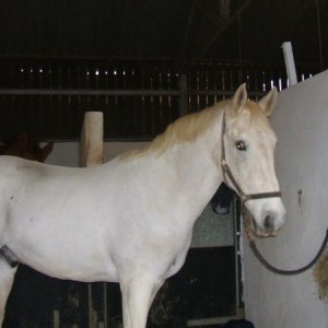 pluto before he went on loan