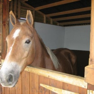 IMG 0920
Buddy in his stable 22 April 2007