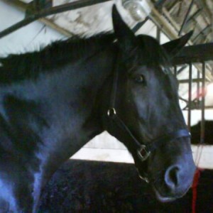 Bess