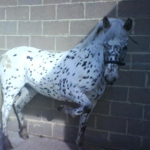 Spotty (british spotted)