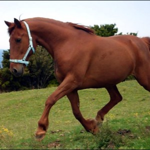 Sexy trot.
