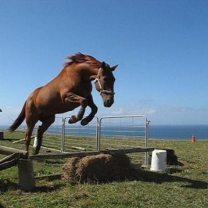 Jumping over the haybale.