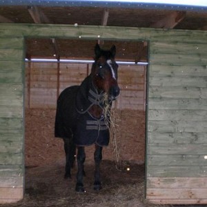 *scoffscoffmunchmunch* Stuffing as much hay in as possible, in his new field shelter