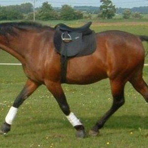 See, I CAN do dressage. Lost my bridle somewhere though.