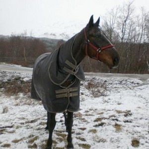 Hey, what are those horses doing with great big horns on their head? Deer you say?