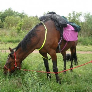 Must stock up for being a pack pony. It's a hard life.