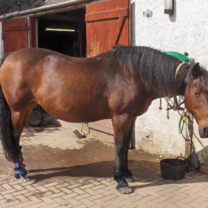 *sigh* Would somone please show the humans how to put a headcollar on propely!